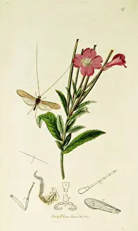 Curtis British Entomology Plate 57