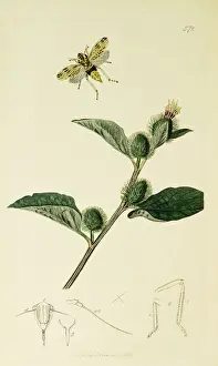 Curtis British Entomology Plate 572