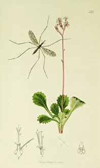 Diptera Collection: Curtis British Entomology Plate 573