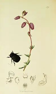Curtis British Entomology Plate 574
