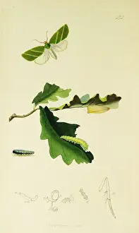 Curtis British Entomology Plate 575