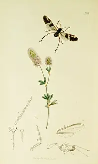 Hemiptera Prints: Curtis British Entomology Plate 576