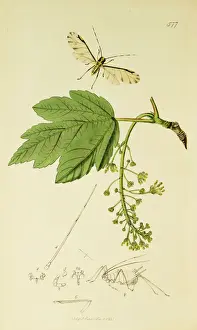 Acer Prints: Curtis British Entomology Plate 577