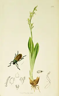 Curtis British Entomology Plate 582