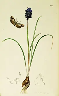 Curtis British Entomology Plate 583
