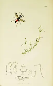 Hymenoptera Prints: Curtis British Entomology Plate 584
