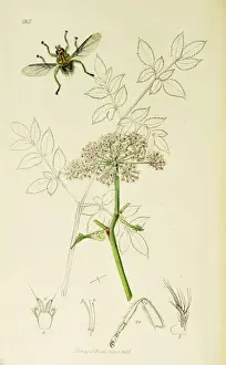 Angelica Prints: Curtis British Entomology Plate 585