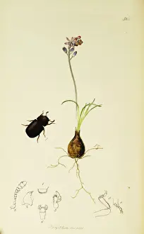 Squill Prints: Curtis British Entomology Plate 586