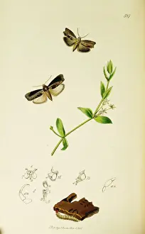 Curtis British Entomology Plate 587