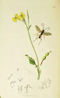 Hymenoptera Prints: Curtis British Entomology Plate 588