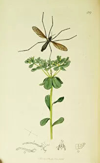 Diptera Collection: Curtis British Entomology Plate 589