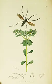 Euphorbia Prints: Curtis British Entomology Plate 589