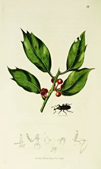 Aquifolium Gallery: Curtis British Entomology Plate 59