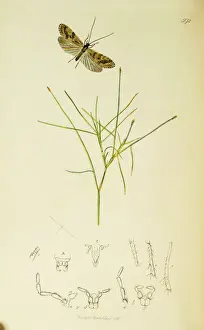 Curtis British Entomology Plate 592