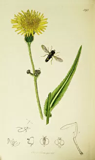 Perennial Gallery: Curtis British Entomology Plate 593