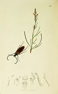 Acetosella Gallery: Curtis British Entomology Plate 594