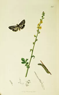 Agrimony Collection: Curtis British Entomology Plate 595