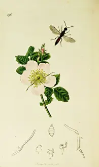 Hymenoptera Prints: Curtis British Entomology Plate 596
