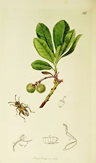 Arbutus Gallery: Curtis British Entomology Plate 597