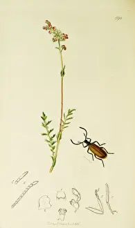 Curtis British Entomology Plate 598