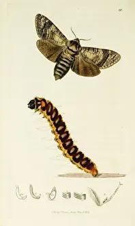 Curtis British Entomology Plate 60