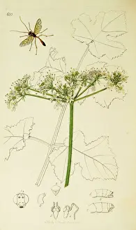 Hymenoptera Prints: Curtis British Entomology Plate 600