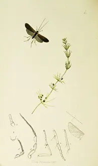 Beta Prints: Curtis British Entomology Plate 601