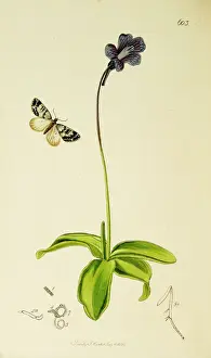 Electra Prints: Curtis British Entomology Plate 603