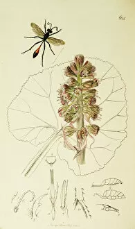Curtis British Entomology Plate 604