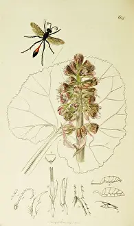 Hymenoptera Prints: Curtis British Entomology Plate 604