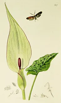 Maculatum Gallery: Curtis British Entomology Plate 607