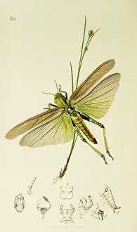 Orthoptera Prints: Curtis British Entomology Plate 608