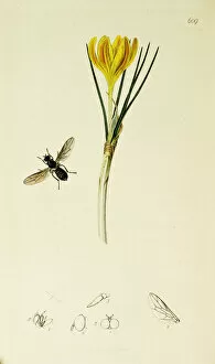 Diptera Collection: Curtis British Entomology Plate 609