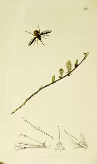 Curtis British Entomology Plate 613