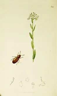 Curtis British Entomology Plate 614