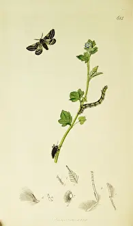 Curtis British Entomology Plate 615
