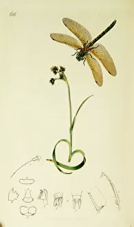 Odonata Collection: Curtis British Entomology Plate 616