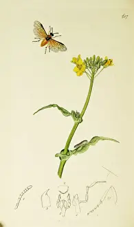 Hymenoptera Prints: Curtis British Entomology Plate 617