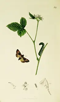 Saxatilis Prints: Curtis British Entomology Plate 619