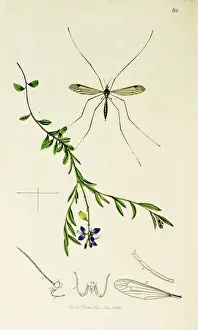 Milkwort Prints: Curtis British Entomology Plate 62