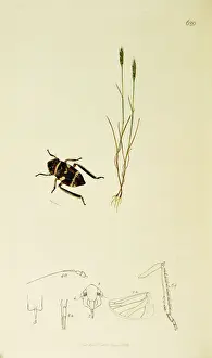 Hemiptera Prints: Curtis British Entomology Plate 620