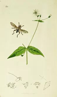 Diptera Collection: Curtis British Entomology Plate 621