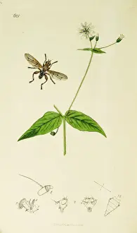 Curtis British Entomology Plate 621
