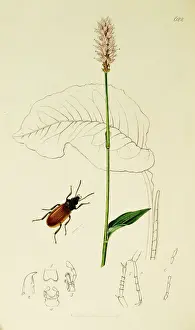 Polygonum Prints: Curtis British Entomology Plate 622