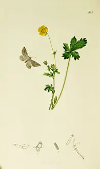 Curtis British Entomology Plate 623
