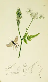 Hymenoptera Prints: Curtis British Entomology Plate 624