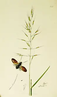 Hemiptera Prints: Curtis British Entomology Plate 625