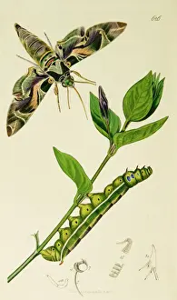 Oleander Prints: Curtis British Entomology Plate 626