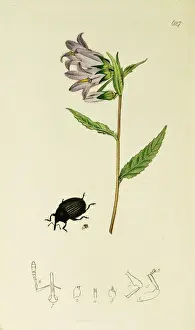 Curtis British Entomology Plate 627