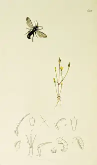 Hymenoptera Prints: Curtis British Entomology Plate 628